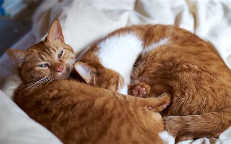 Felines Cats Sleep Cute Friends Love Mood Face Eyes Pov