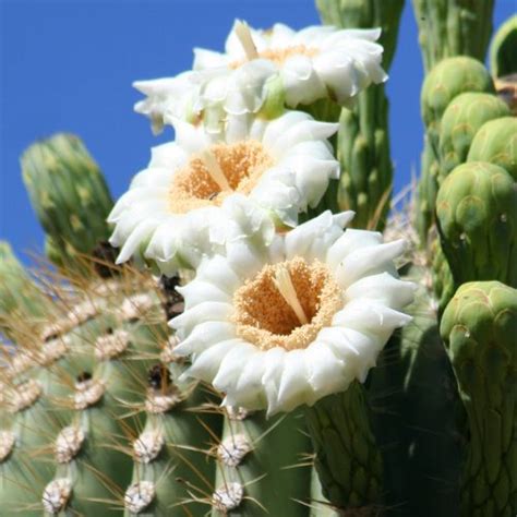 Arizona State Flower 50states