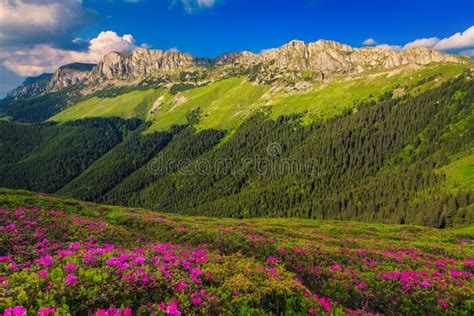 Beautiful Rhododendron Flowers And Bucura Mountain Lakesretezat
