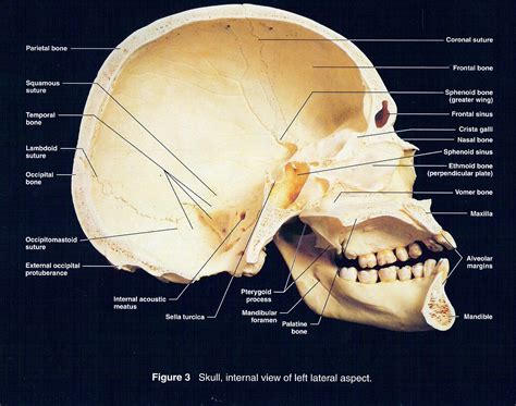 Sagittal View Of Skull