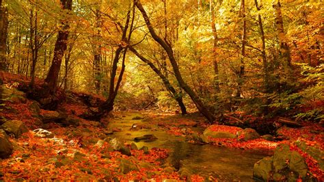 Fall Foliage Forest Nature Stream Hd Nature Wallpapers