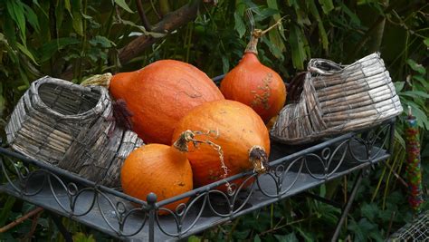 Hösten Halloween Gratis Foto På Pixabay Pixabay
