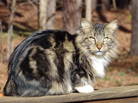 17 Long Haired Cat Breeds To Swoon Over Daily Paws