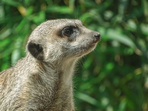 The Fascinating World Of Meerkats 10 Amazing Facts Wevet Petcare