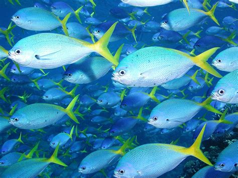 Yellowtail Fishes Photo And Wallpaper Cute Yellowtail Fishes Pictures