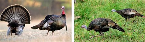 Identifying Female And Male Turkeys In The Spring