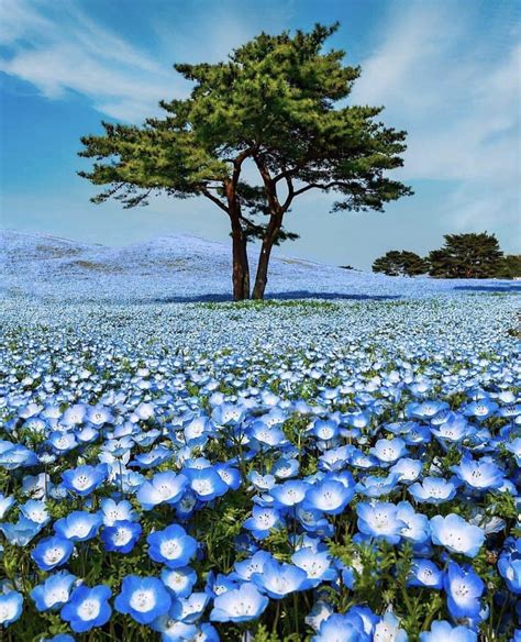 Tree In A Blue Flower Field Rmostbeautiful