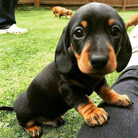 Pin On The Cutiest Dogs In The World Dachshunds
