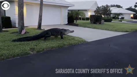 Giant Alligator Strolls Through Florida Neighborhood Youtube