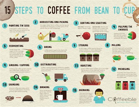 How Coffee Is Made Coffee Bean Corral