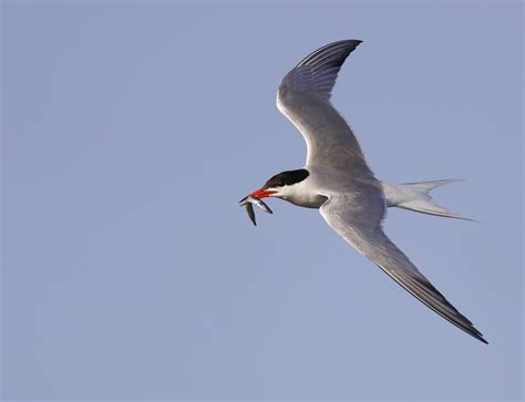 Common Tern Falmouth Birds