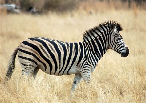 Autohypnose Du Zebre Pourquoi Zèbre