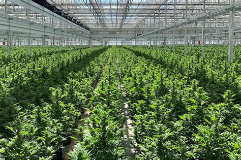 Making The Transition To Hemp Greenhouse Product News