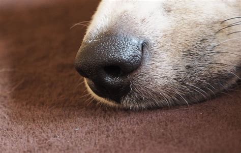 Hd Wallpaper Dogs Nose Snout Pet Animal Dog Snout Portrait One