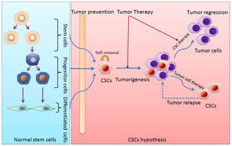 Ijms Free Full Text The Implications Of Cancer Stem Cells For