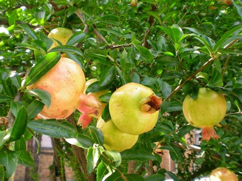 Kini kami terus berkembang dan menyediakan bibit sayuran, tanaman hias, tanaman buah, bibit buah, sampai perlengkapan berkebun baik konvensional, aquascape, hingga hidroponik. Jual Bibit Buah Delima Putih 70 cm | Jual Bibit tanaman ...