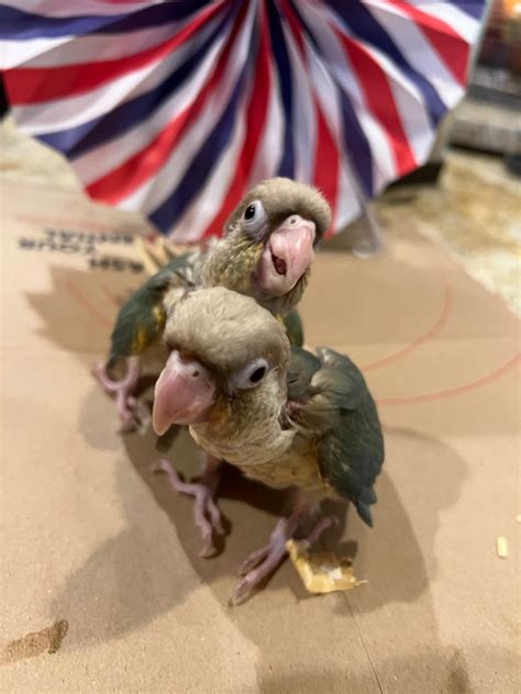 Cinnamon Turquoise Green Cheek Conure Birds For Sale In Texas Bird