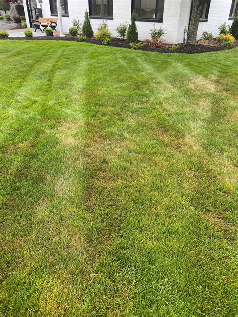 Take All Root Rot Vs Brown Patch Lawn Disease Whats The Difference