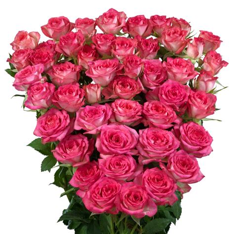 Sweet Julia® Interplant Roses