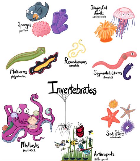 Invertebrates Classification For Kids