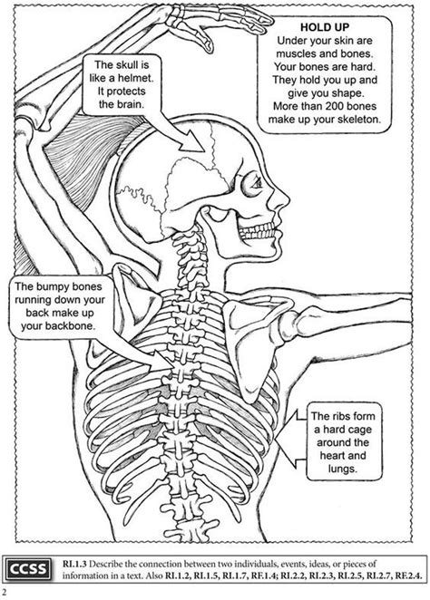 A healthy spine has strong muscles and bones, flexible joints, ligaments and tendons, and sensitive nerves. How Many Bones Make Up The Back Bone - What Makes A Mammal ...