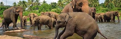 Elephant Habitat Animal Facts And Information