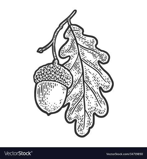 Acorn With Oak Leaf Sketch Royalty Free Vector Image