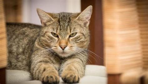 Sebenarnya keberadaan kucing tidak terlalu menganggu.… Cara Membuat Kucing Kampung Gemuk - Kucing.co.id
