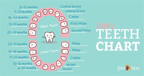 Baby Teething Chart What Order Do They Come In Mama