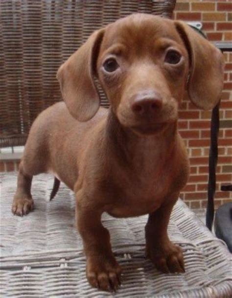 The concept for waldi the olympic dog was born at the 1972 munich games organizing. Chocolate Mini Dachshund / puppies galore - Juxtapost