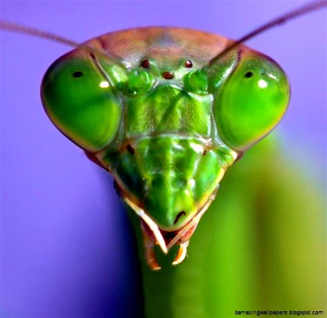 Praying Mantis Face Amazing Wallpapers