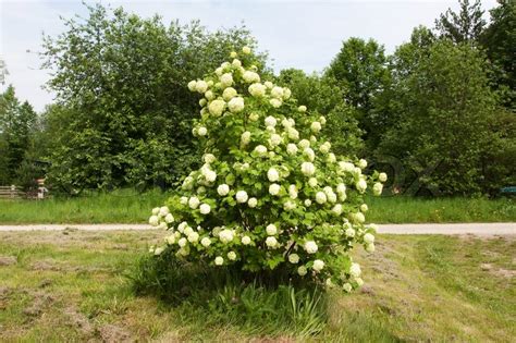 Trees & plants by state click your state below to view plants perfect for your area. Shrub with clusters of white flowers | Stock Photo | Colourbox