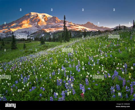 Wildflowers And Mt Rainie Mt Rainier National Park Washington Stock