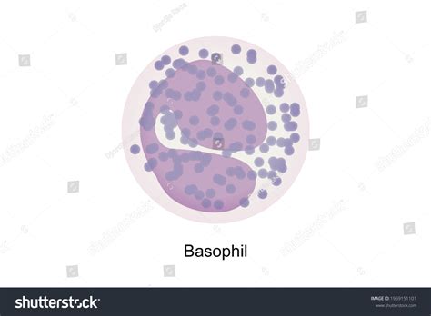 Basophil White Blood Cells Blood Smear Stock Illustration 1969151101