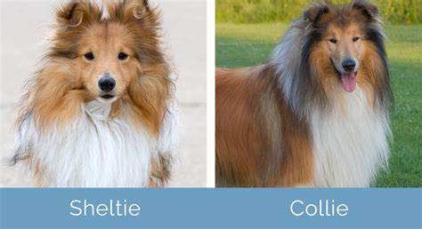 Sheltie Vs Collie Notable Differences With Pictures Hepper