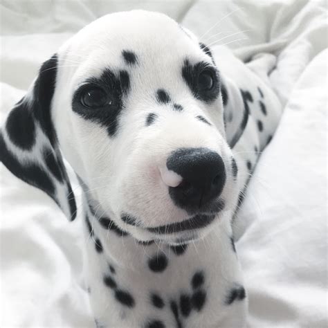 Viljodalmatian Dalmatian Dalmatianpuppy Puppy Dalmatiandog Puppies And