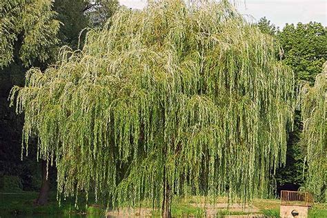 Yard Garden And Outdoor Living Plants And Seedlings 15 Weeping Willow