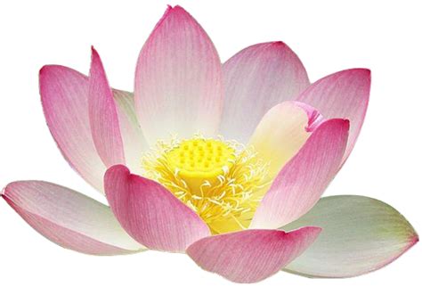 Free Lotus Flower Download Free Lotus Flower Png Images Free Cliparts