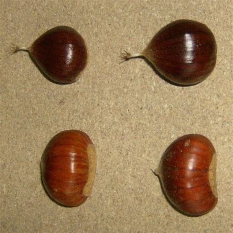 C'è differenza tra castagne e marroni? Castagne o marroni? - Outdoor Firenze | BIKE and HIKE ...