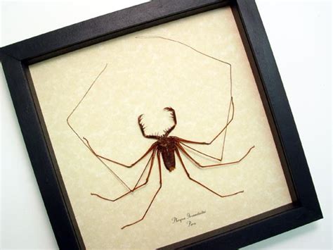phryna grossetaitai cave spider butterfly designs real framed butterflies and insects