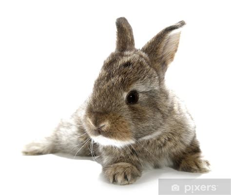 Here you will get all types of png images with transparent background. Fototapete Gray rabbit Hase Baby auf weißem Hintergrund ...