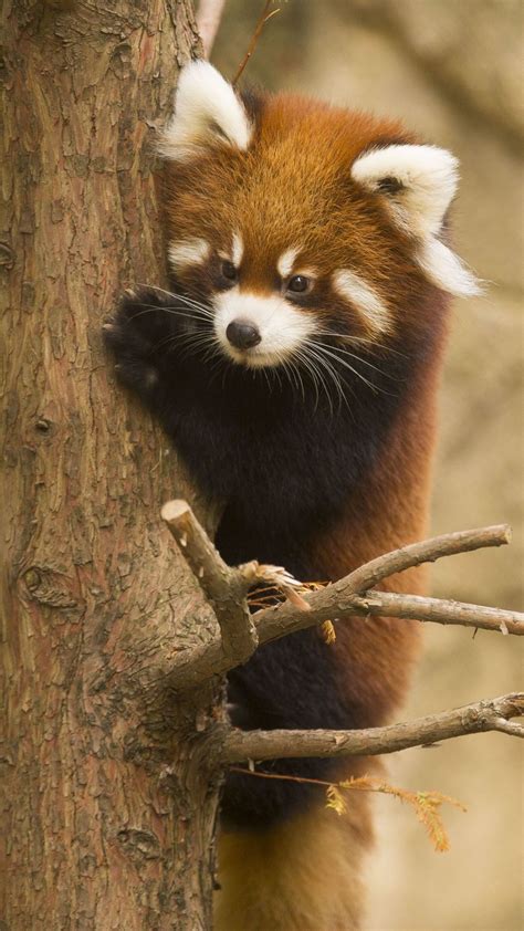 Animal Red Panda Chicago Zoo Mobile Wallpaper Red Panda