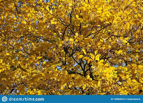 Yellow Leaves Of The Ash Tree In Sunlight In Autumn Stock Photo Image
