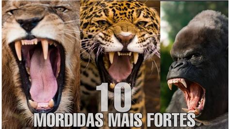 Qual Felino Tem A Mordida Mais Forte