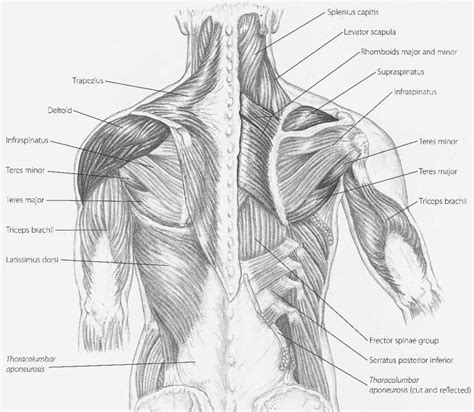 Back Muscles Anatomy Diagram Diagrams Of Back Muscles Bocadewasuer