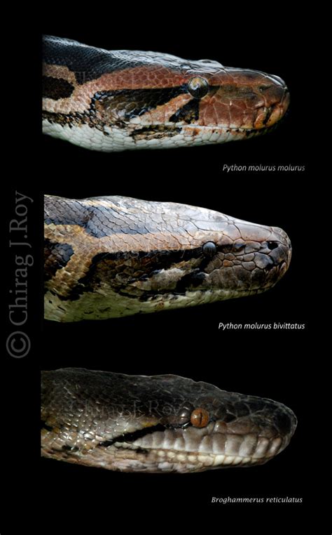 @colossus for a while, i used camel_case for global variables and camelcase for class properties. The Frog Prince: Python Mystery: The Beginning