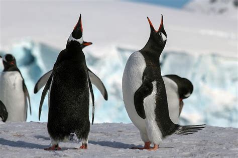 Gentoo Penguins Pygoscelis Papua 1 Photograph By Photostock Israel