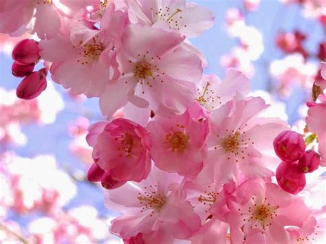 30 Gambar Bunga Sakura Dan Warnanya