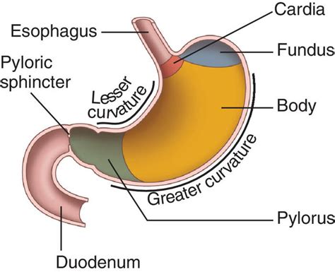 Digestive System Medical Terminology