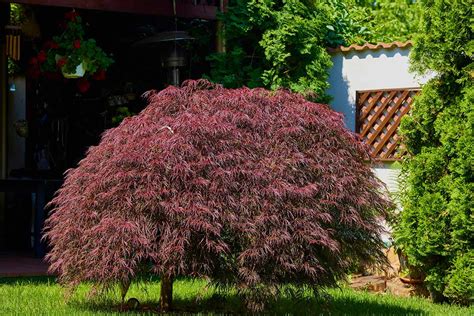 How To Grow And Care For Weeping Japanese Maples Barclay Bryan Press